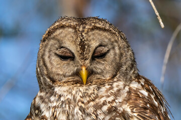 barred owl