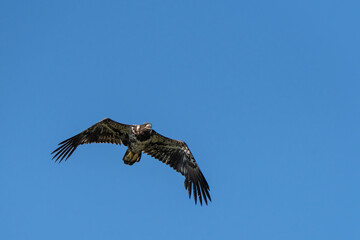 eagle in flight