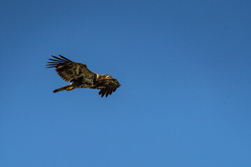 bald eagle in flight