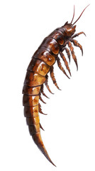 Fototapeta premium A detailed depiction of a large shrimp with distinct segmentation and multiple legs.