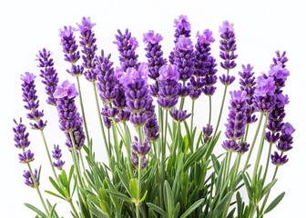 Fototapeta premium Lush Lavender Plant Isolated on White Background - Perfect for Design Projects