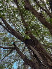 Branches, stems and leaves of a large banyan tree taken with a mobile phone.
