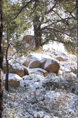 Winter forest landscape in the mountains