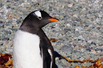 Obraz premium Gentoo Penguin, Danco Island, Antarctica