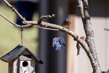 A pair of Eastern bluebird (Sialia sialis). Birds are looking for a nesting place in a nesting box in the garden. Its a small North American migratory thrush