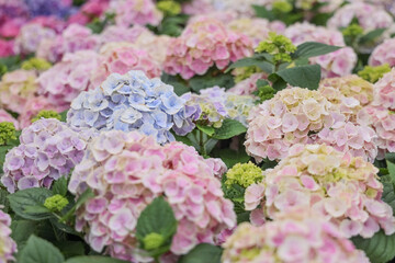 a Large pink and blue hydrangea flowers blooming.