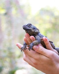 Blue Lizard in Hands: Detailed view of a vibrant blue lizard comfortably resting in a person's hands, its scales shimmering under natural light.