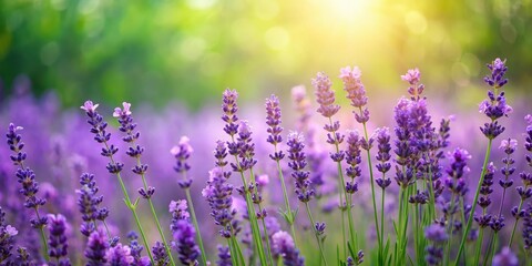 Naklejka premium A field of purple lavender flowers blooming alongside lush green foliage with delicate stems and leaves forming a beautiful border, flower field, green borders