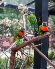 Colorful Lorikeets on Branches: Three colorful lorikeets perch on branches, their vivid plumage standing out in a lively social scene.