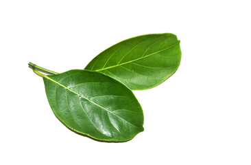 Jackfruit leaves