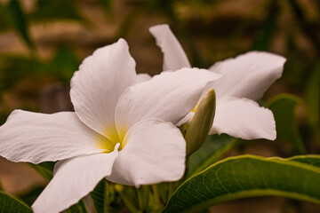 Description: White lily with open flowers and a bud, selective focus on petals, blurred background