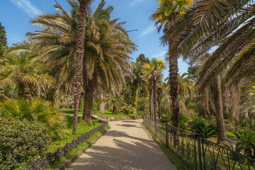 Fototapeta premium View of the alley with palm trees in the Upper Park of the Sochi Arboretum, Sochi, Krasnodar Territory, Russia