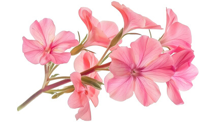 Pink flowers bouquet watercolor effect isolated on a white background