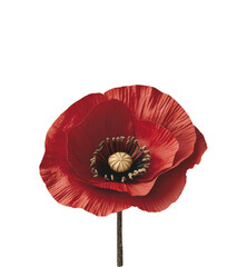 Beautiful Red Poppy Flower with Dark Center and Delicate Petals Showing Natural Botanical Detail on Single Stem Isolated on Transparent and White Background