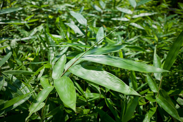 Young bamboo plant, Bambusa sp., in the nursery for natural background