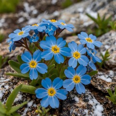 Mountain Peace: Close-Up of Forget-Me-No ts Against Majestic Peaks