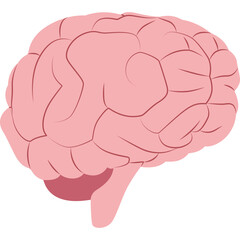 Human Organ Illustration