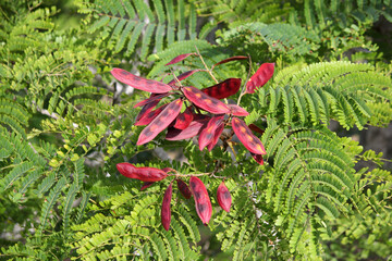 Red seed pods and green leaves on a Yellow Poinciana (Peltophorum pterocarpum) tree