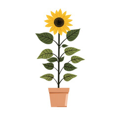 Obraz premium A vibrant sunflower proudly stands tall in its clay pot, showcasing its stunning yellow petals and rich brown center, surrounded by lush green leaves that suggest growth.