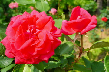 春のバラ園に咲く真っ赤な赤いバラ