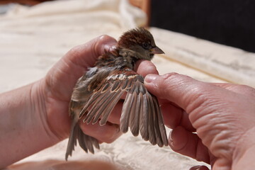 sparrow in the hands of woman