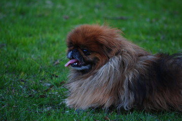 A Pekingese dog walking in the park in spring