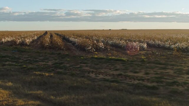 Cotton Feild Steadycam