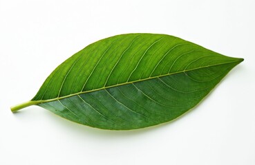 Obraz premium Close-up of single green leaf with prominent veins, smooth texture on white background. Fresh vivid foliage details, vibrant color, eco natural theme, organic plant life.