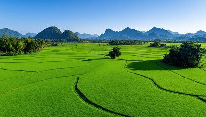 Obraz premium Lush green rice terraces under a clear blue sky with rolling mountains in the background.