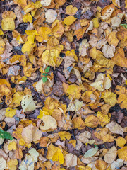 Orange and yellow fallen leaves in the sunlight.