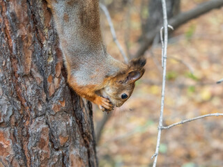 Portrait of a squirrel on a tree trunk