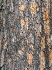 Old wood pine bark texture or background.