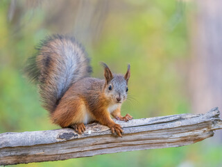Squirrel sits on a branch in Autumn park