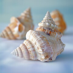 Obraz premium Three spiral seashells on a white textured background, soft light, shallow depth of field.