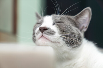 Relaxed Cat Sleeping, Relaxing Peacefully on Marble Table. Adorable Feline Resting. Cozy, Cute Domestic Happy Animal, Fluffy Catnap, Perfect for pet lovers, friendship, ownership, friendly and care
