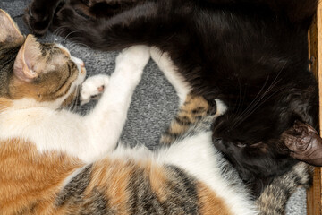Two adorable cats relaxing on a warm gray blanket, plaid enjoying a peaceful nap in a cozy home setting lazy afternoon. Perfect for pet lovers, friendship, ownership, friendly and care concept