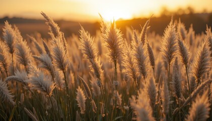 Fototapeta premium Golden Sunset Over Soft Pampas Grass in Tranquil Landscape