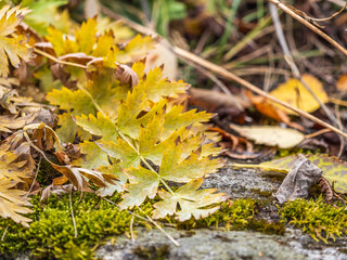 Soft thick moss in the forest is lit by the sun.