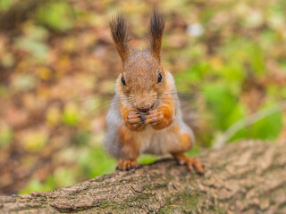 Portrait of a squirrel on a tree trunk