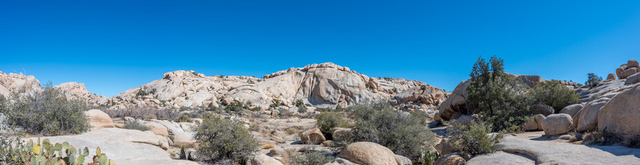 Panorama Landscape of Joshua Tree National Park with clear skies and rocky backdrop 