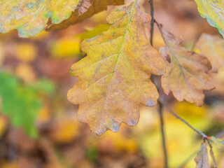 Oak branches with yellow leaves in autumn park