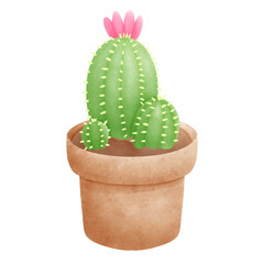 cactus in a pot