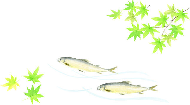 泳ぐ鮎と青もみじの水彩イラスト　
