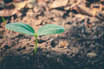 Tree seedling growing on the ground.