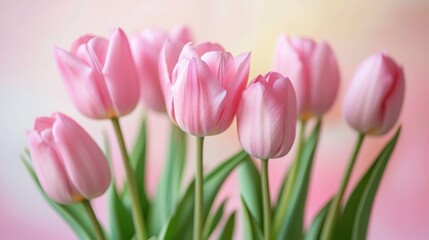 Fototapeta premium Delicate Pink Tulips Arrangement Against Soft Color Background