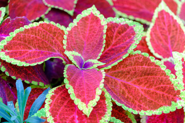 鮮やかなコリウスの葉