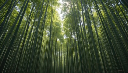 Lush Green Bamboo Forest with Tall Stalks Reaching Skyward