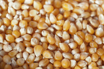 Fresh yellow corn kernels ready for cooking or snacking
