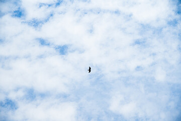 Low angle view of white patchy clouds  in the sky with a bird flying across
