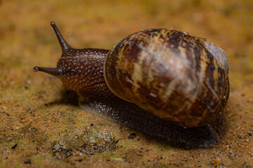 garden snail 